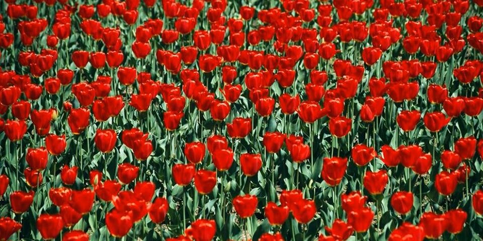 wordhoneys's profile banner image