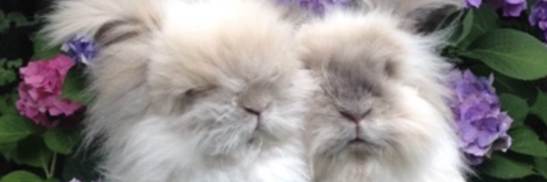 evepecakx's profile banner image