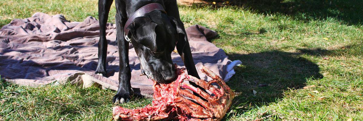big_old_dogs's profile banner image
