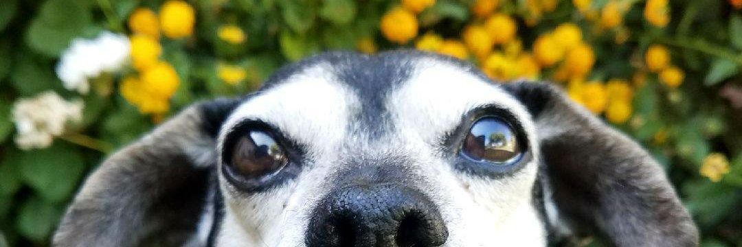 iamchubelito's profile banner image