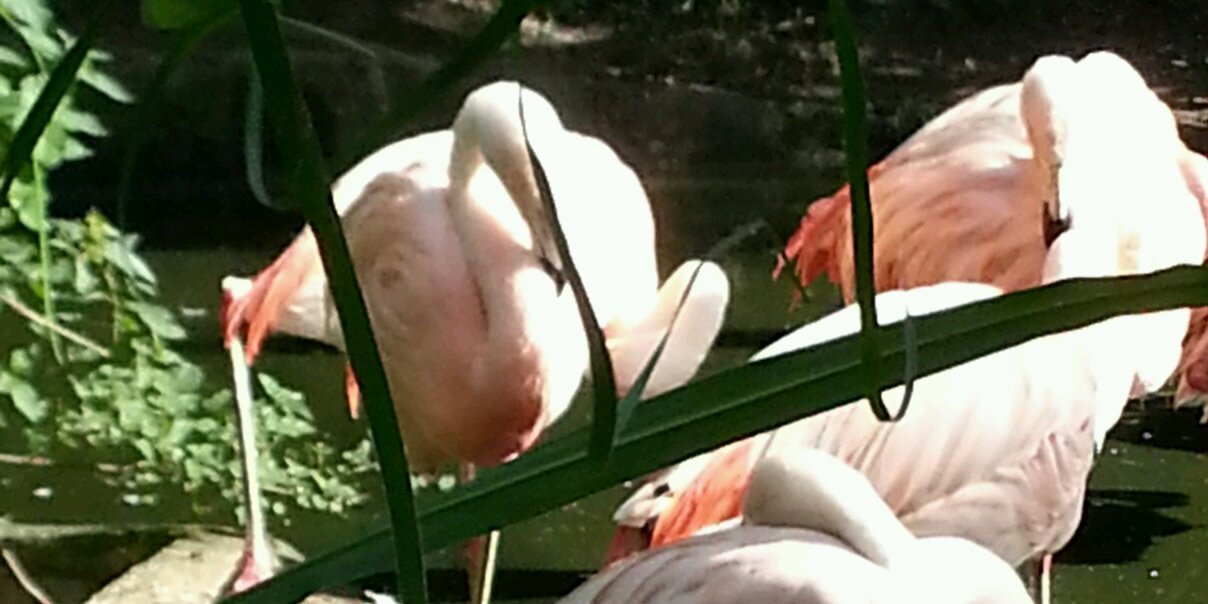 lou_flamingo's profile banner image