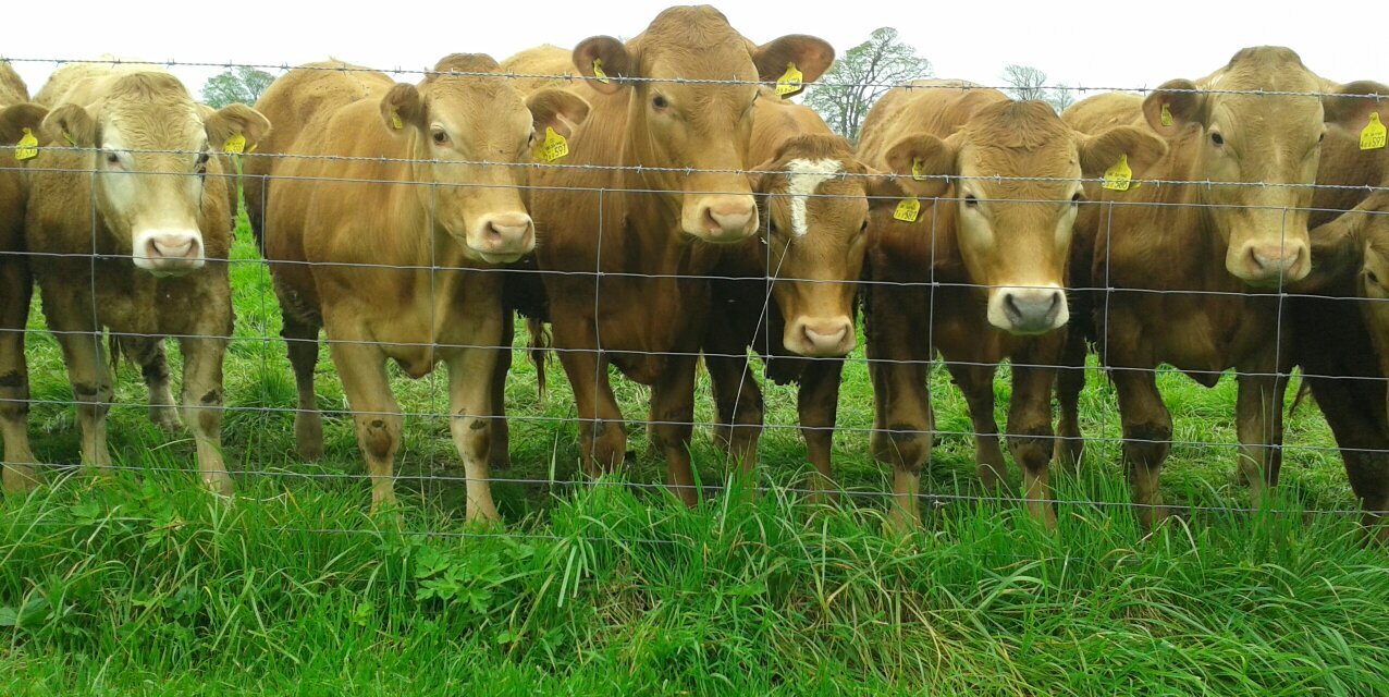 Nigel . 📎 🕙 Subscribe banner