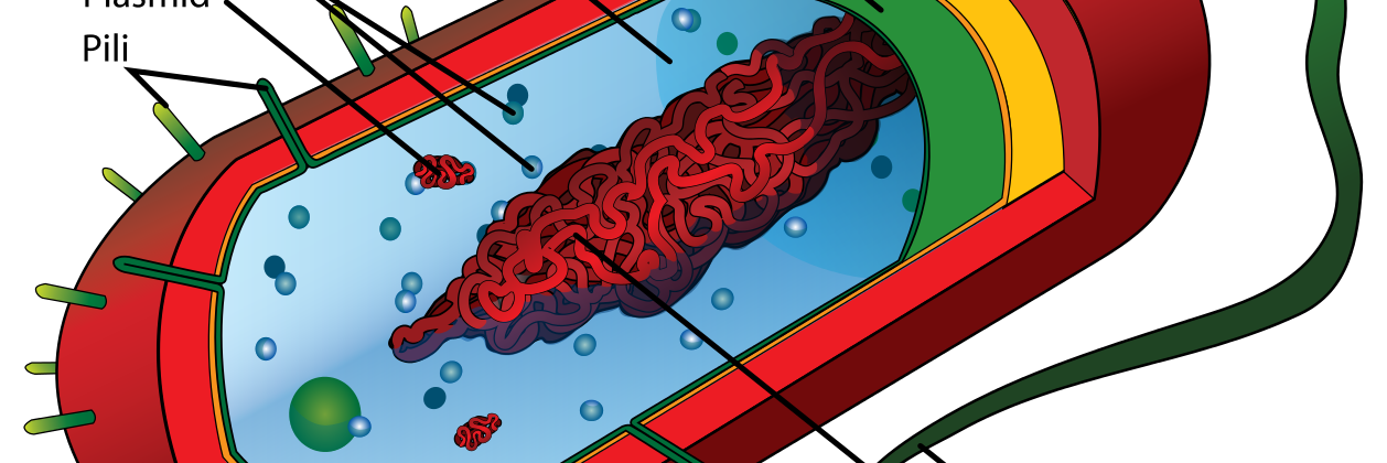 pilus2334's profile banner image