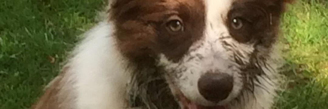 darren jackson banner