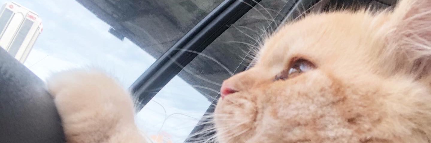 Anndzrh's profile banner image