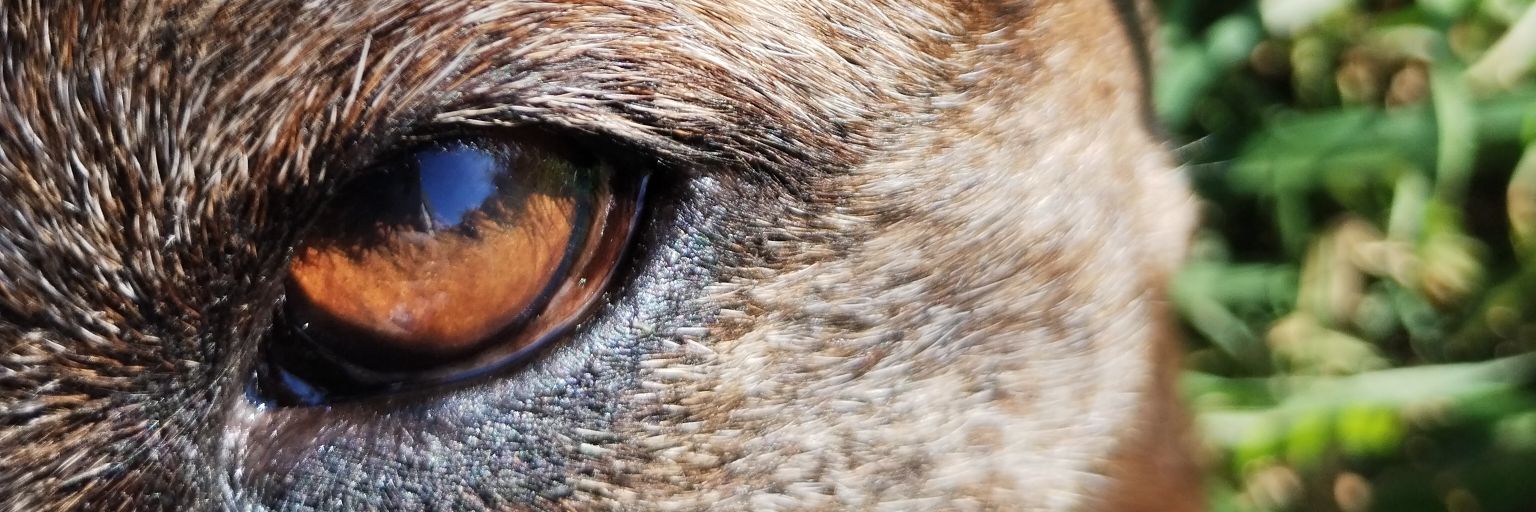 umacrrll's profile banner image