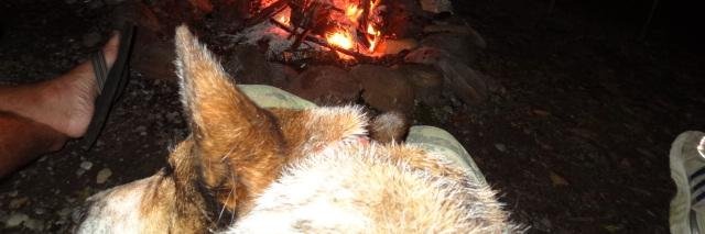 Lizzie banner