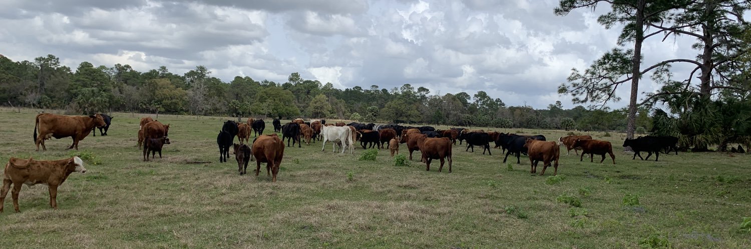 Steve 🇺🇸🇺🇦🏴‍☠️ banner