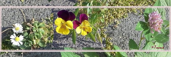 Imma_World Profile Banner