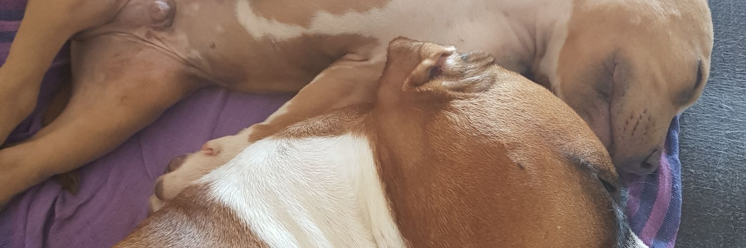 Syrge's profile banner image
