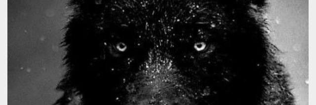 TurkJackson's profile banner image