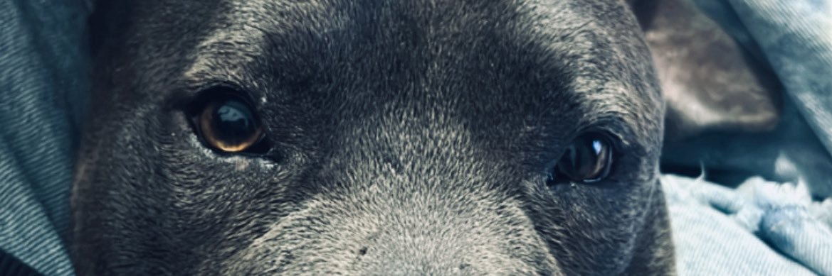 Lu banner