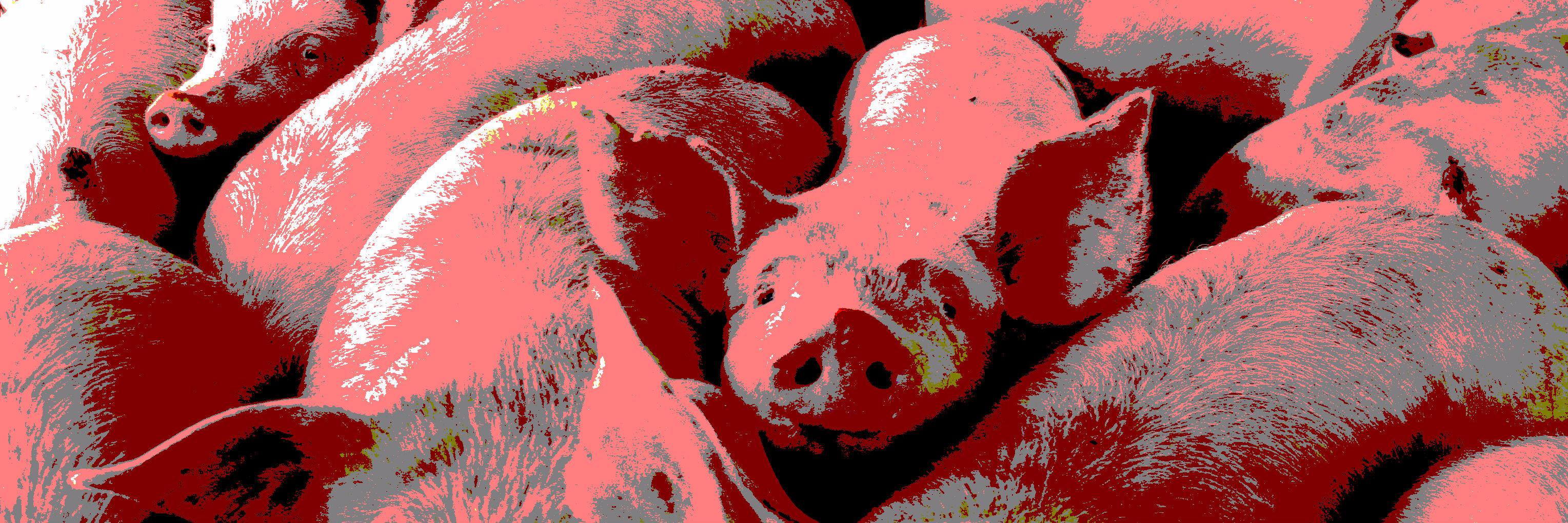 LosCerdosOK's profile banner image
