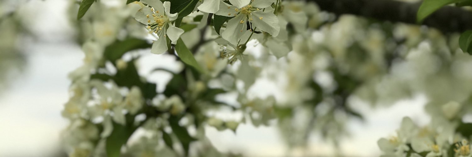 C. banner