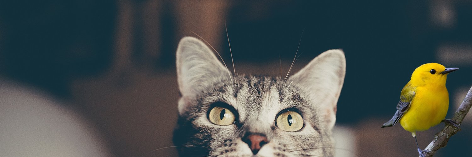 SafeCatSafeBird's profile banner image