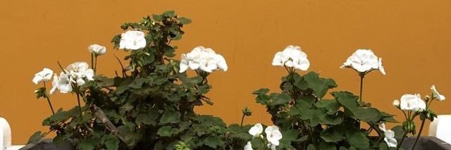 seanamariee's profile banner image