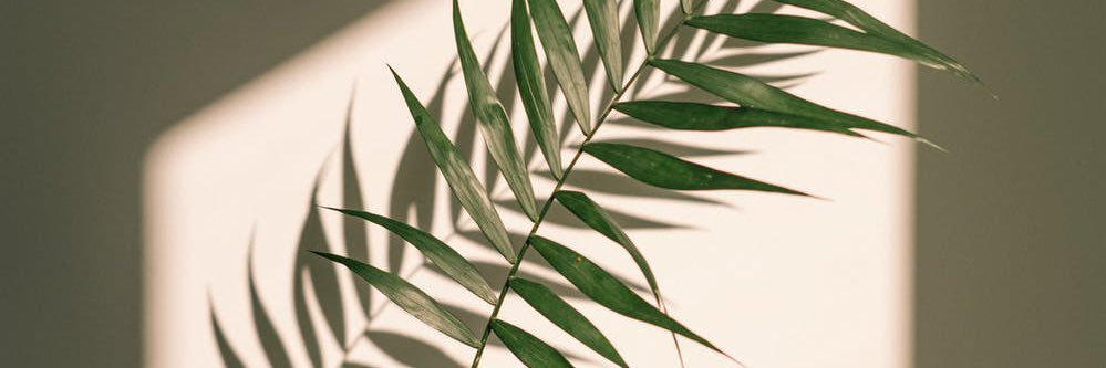 tualexd's profile banner image