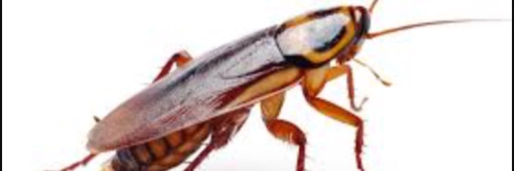 thug_roach's profile banner image