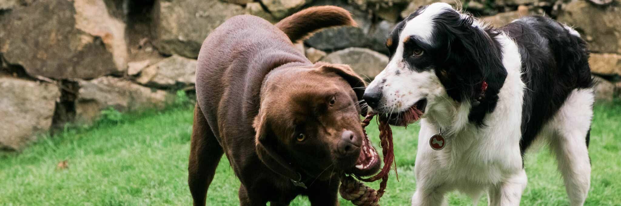 DoggyDaycareSW's profile banner image