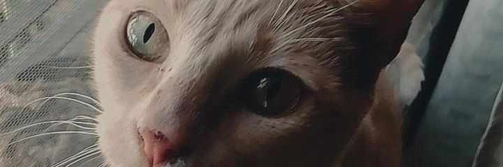 RocioTrini14's profile banner image