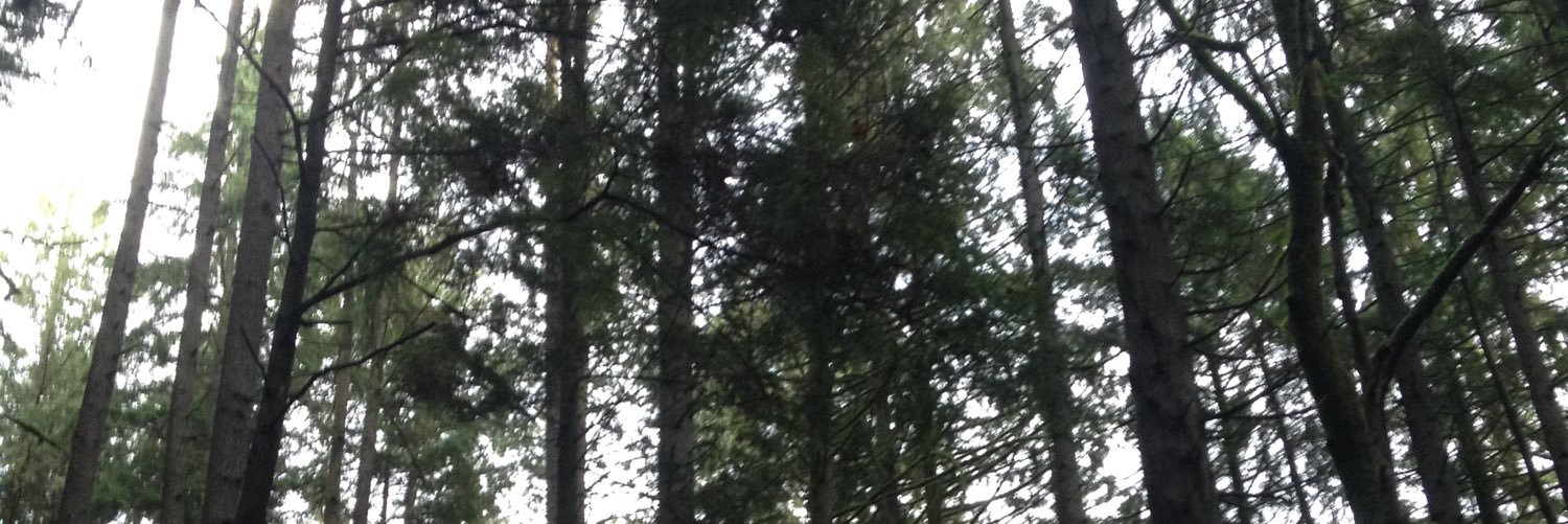 ZLFBFZ's profile banner image