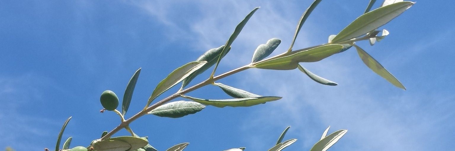orientthis's profile banner image