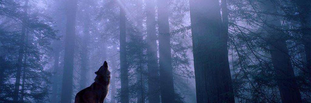 yoanmeba's profile banner image