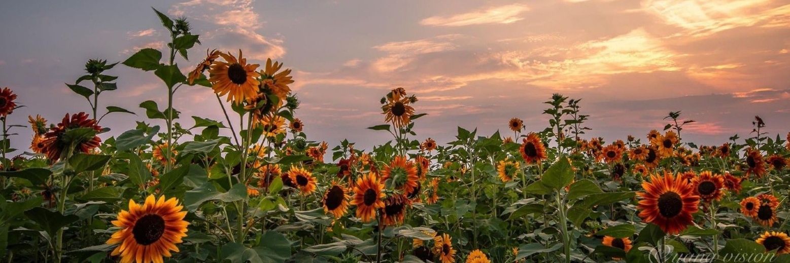MilagrosCele's profile banner image