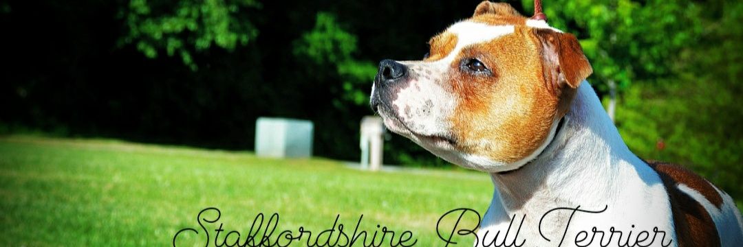 e-Ruffian.com SBT Kennel banner
