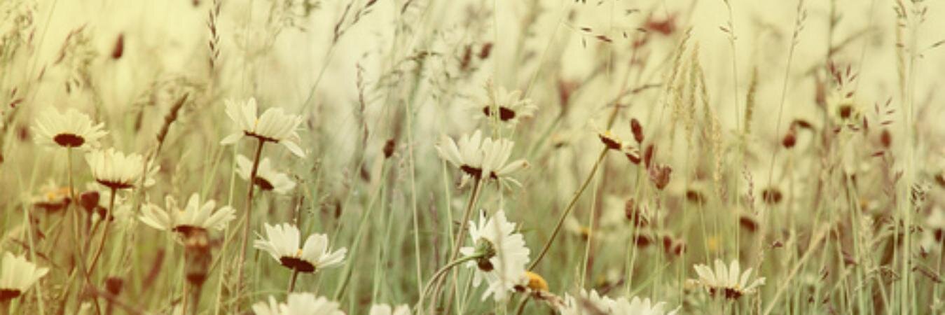 Indiradiazz's profile banner image