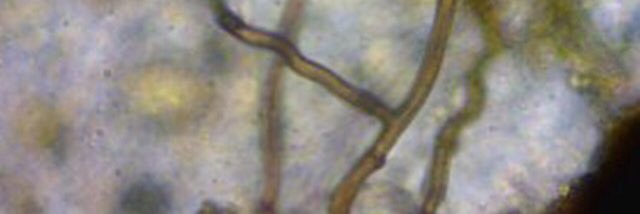 microbemakers's profile banner image