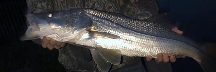 buzzsmith84's profile banner image