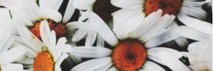 kayleefawn's profile banner image
