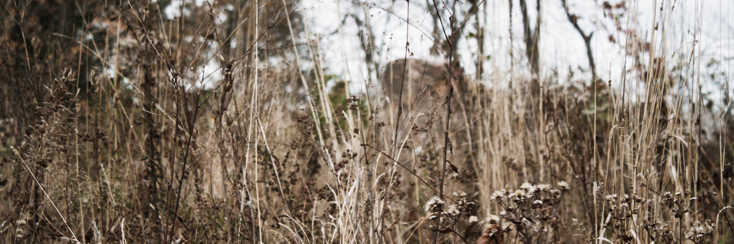 Élise Cossette banner