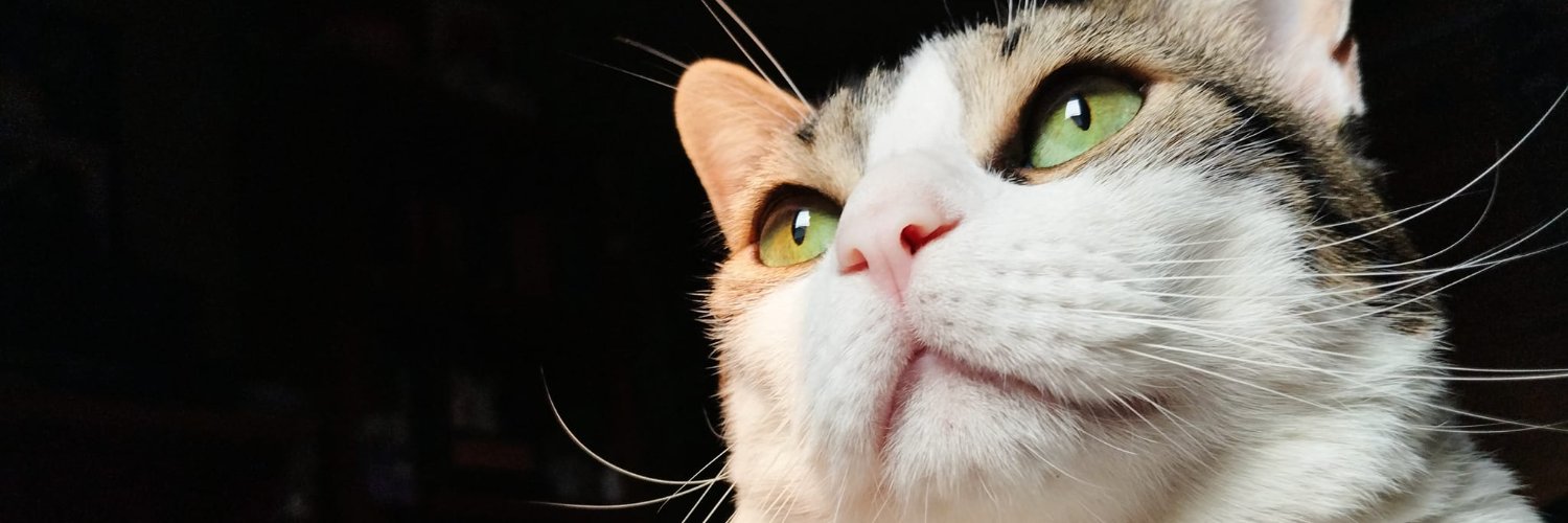 Moon_Mairena's profile banner image