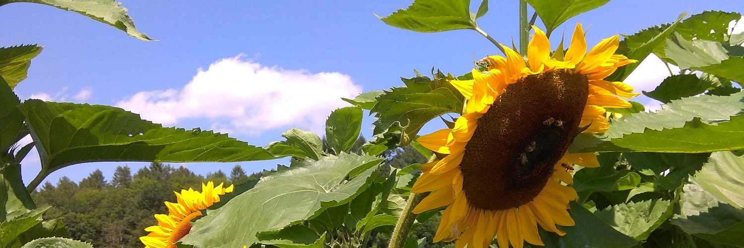 Madeleine Schultz banner