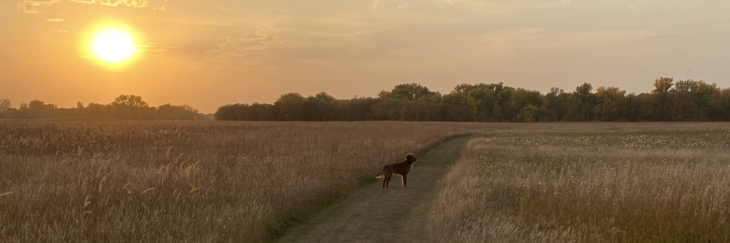 Labradoodle605's profile banner image