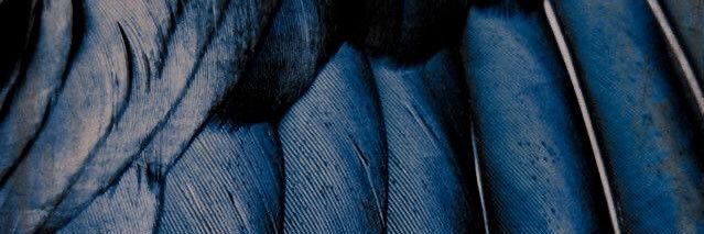 P O P P Y banner