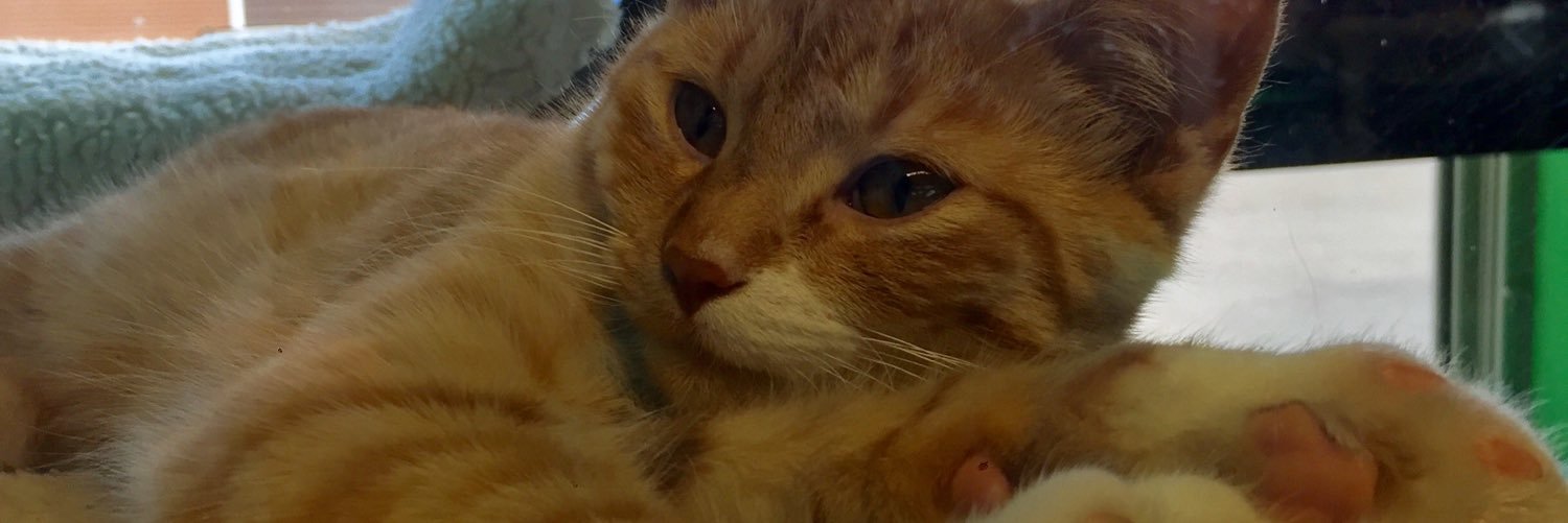 LexiHoward5's profile banner image
