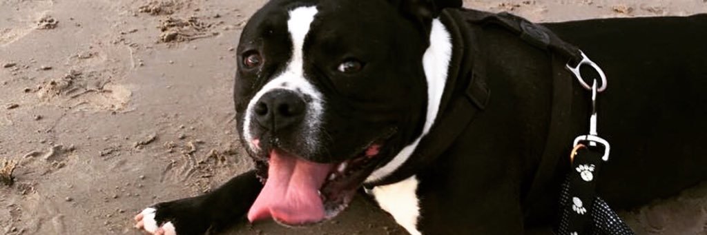 CharmingChawley's profile banner image