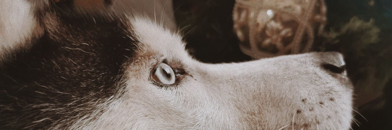 MarceDeLeon__'s profile banner image