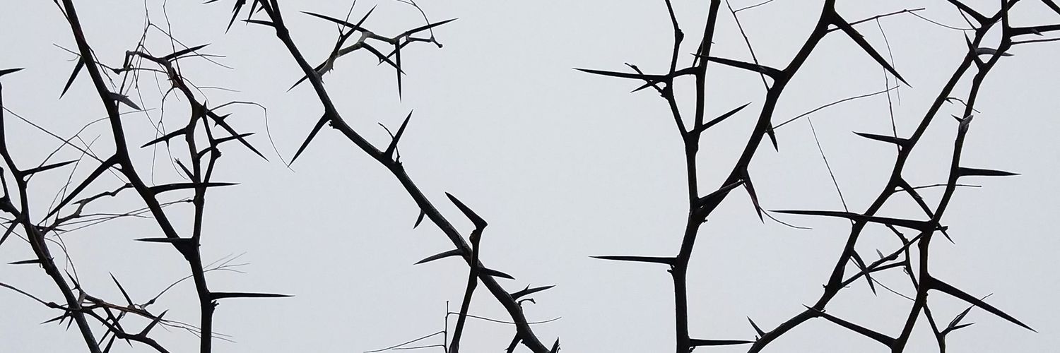 rmorenova's profile banner image