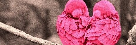 zibediya's profile banner image