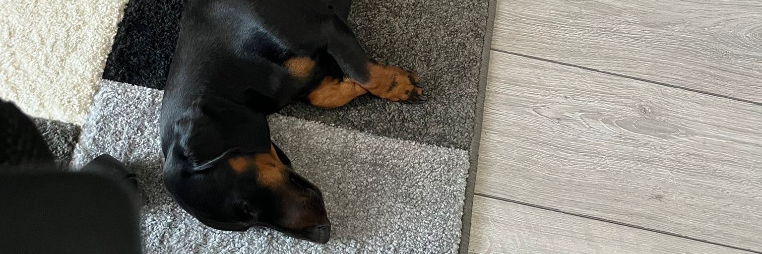 Big Yellow Jacket banner