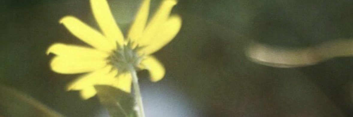 Sabi dreamer 🥀💎 🆔 banner