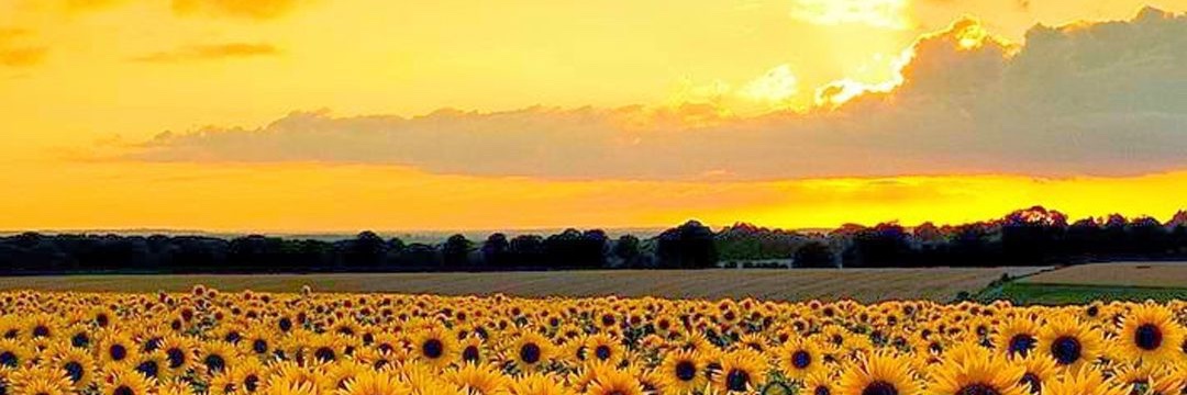 Sunflower_bbw's profile banner image