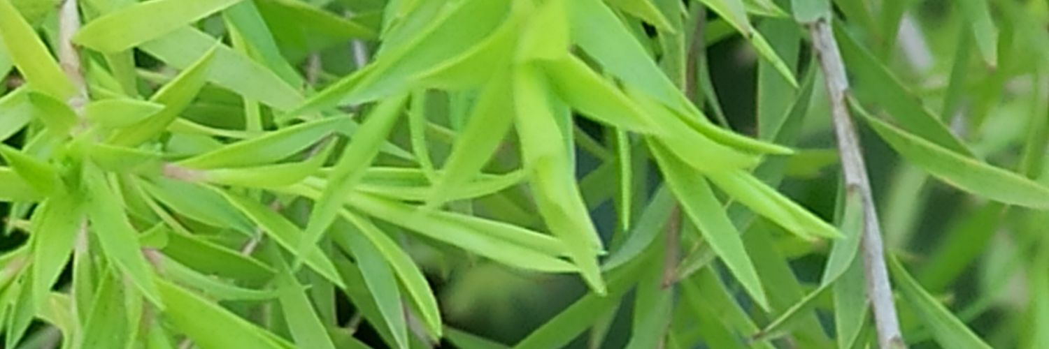 cbsrcfrbl's profile banner image