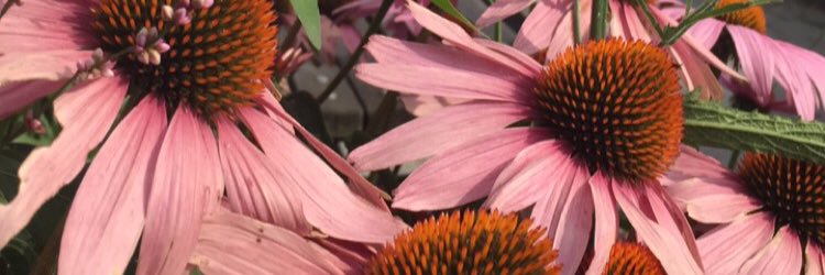 الاخصائية الاجتماعيه إبتسام بنت عبدالله الدرع banner