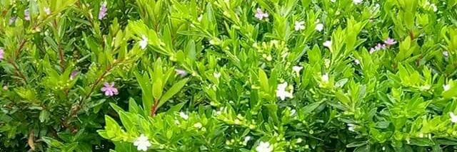 Goretti   Z  Amuriat banner