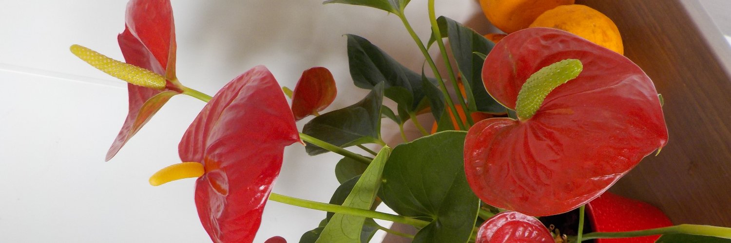 Plant Man banner